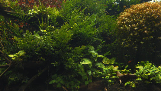 AQUARIUM - Nature Aquarium 3