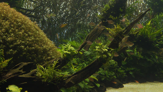 AQUARIUM - Nature Aquarium 4