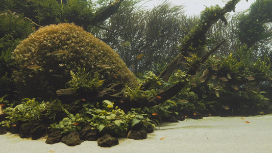 AQUARIUM - Nature Aquarium 5