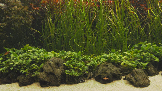AQUARIUM  - Nature Aquarium 6