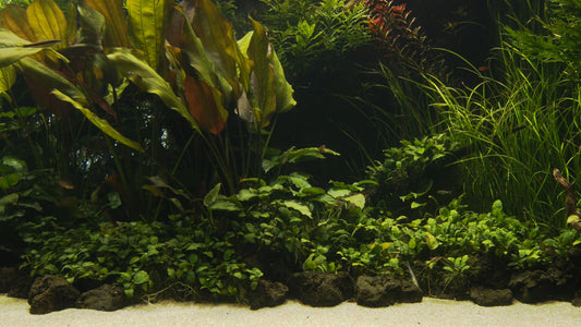 AQUARIUM - Nature Aquarium 7