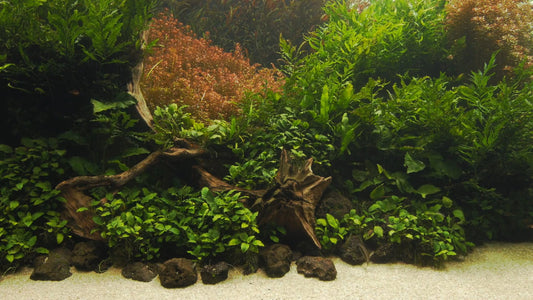 AQUARIUM - Nature Aquarium 8