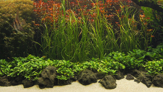AQUARIUM - Nature Aquarium with Water Sounds