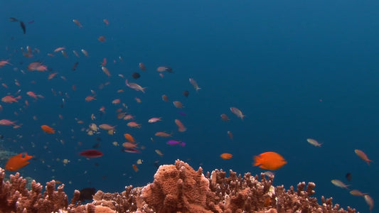 AQUARIUM - Ocean Aquarium - Orange Damsel Fish