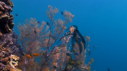 AQUARIUM - Ocean Aquarium - Sea Fan and Anthias