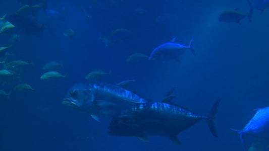AQUARIUM - Ocean Aquarium with Whale Sharks