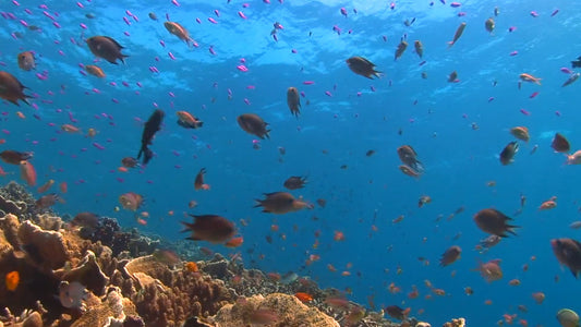 AQUARIUM  - Ocean Reef Aquarium - Anthias on Hardcoral