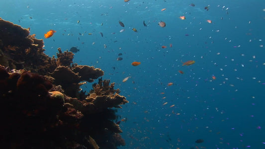 AQUARIUM - Ocean Reef Aquarium Drop Off Underwater Canyon