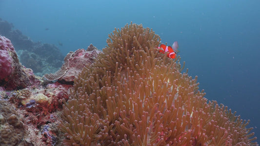 AQUARIUM - Ocean Reef Aquarium with Divers