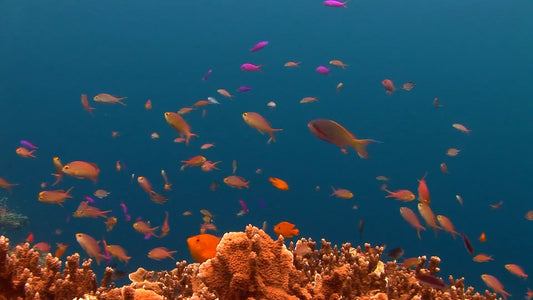 AQUARIUM - Ocean View Aquarium