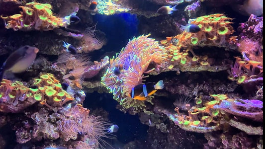 AQUARIUM - Orange-fin Anemonefish Aquarium