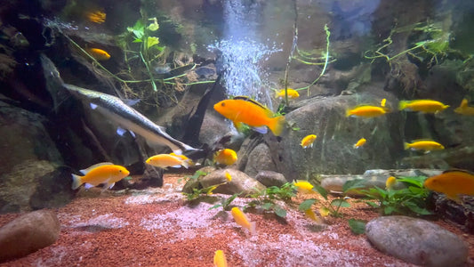 AQUARIUM - Orange Cichlid Aquarium