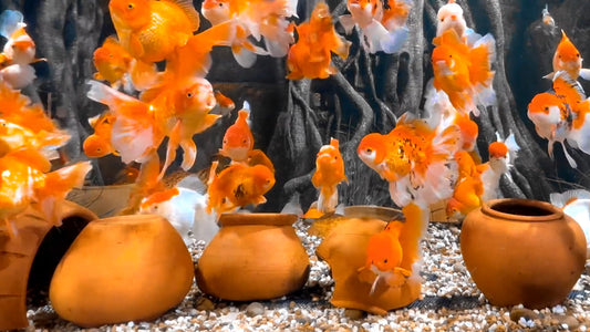 AQUARIUM - Orange Oranda Goldfish Aquarium