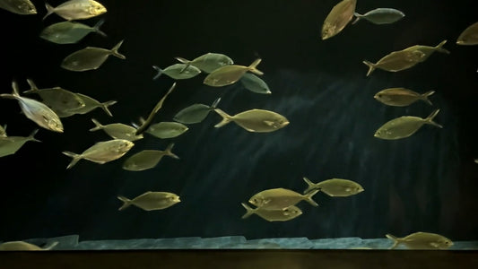 AQUARIUM - Pompano Aquarium with Water Sounds