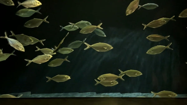 AQUARIUM - Pompano Aquarium with Water Sounds