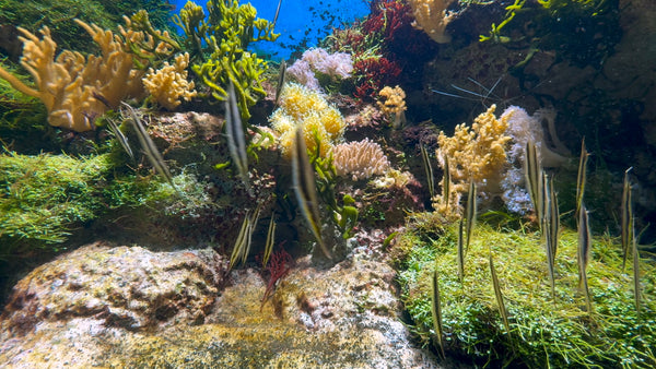 AQUARIUM - Razor Fish - Sea Goldie and Sea Dragon Aquarium