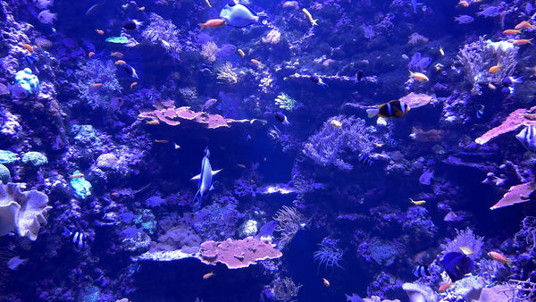 AQUARIUM - Red Sea Aquarium