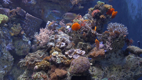 AQUARIUM - Reef Cave and Cliff Reef Aquarium
