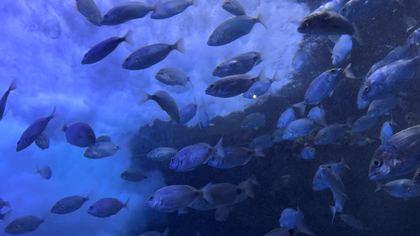 AQUARIUM - Rising Bubbles - Calm Water Sounds & Fish Movement