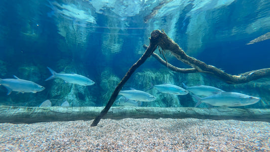 AQUARIUM  - River Fish Tank with Tarpons