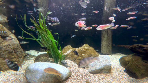AQUARIUM - River Tank Cichlids 1