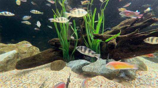 AQUARIUM  - River Tank Cichlids 2