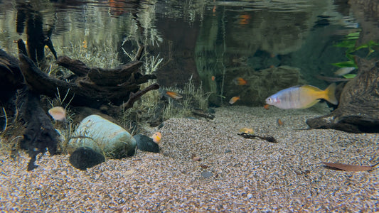AQUARIUM  - River Tank Cichlids 3