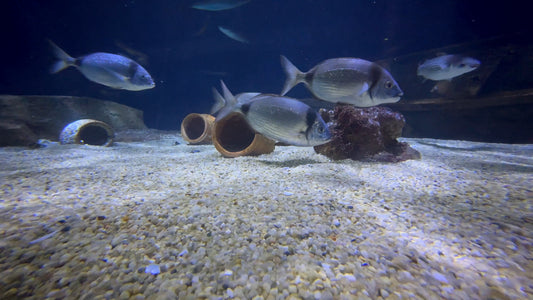 AQUARIUM - Sea Bream Fish Tank with Water Sounds