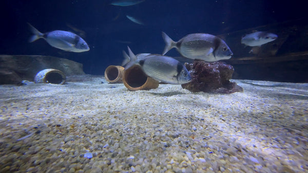 AQUARIUM - Sea Bream Fish Tank with Water Sounds