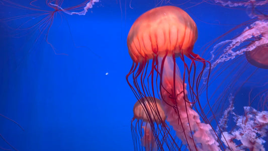 AQUARIUM - Sea Jellies