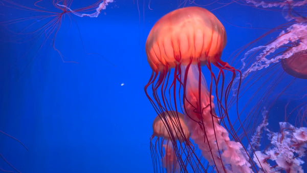 AQUARIUM - Sea Jellies