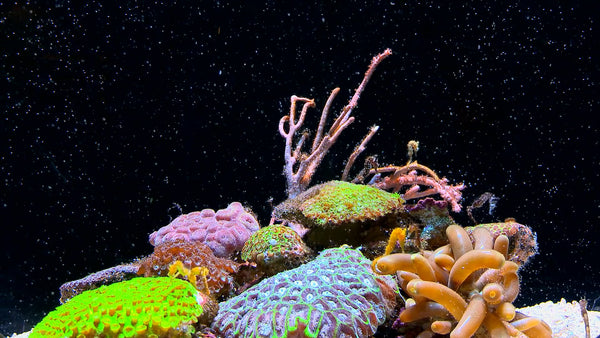AQUARIUM - Seahorse Aquarium