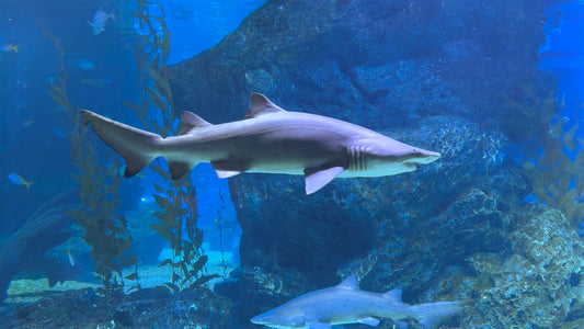 AQUARIUM  - Shark Aquarium