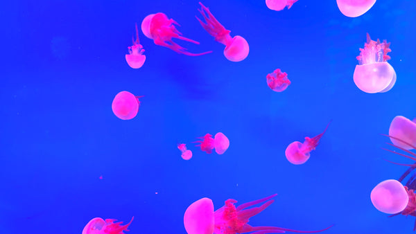 AQUARIUM - Sleep with Jellyfish and Calming Music