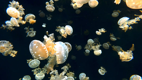 AQUARIUM - Spotted Jellyfish with Soothing Music