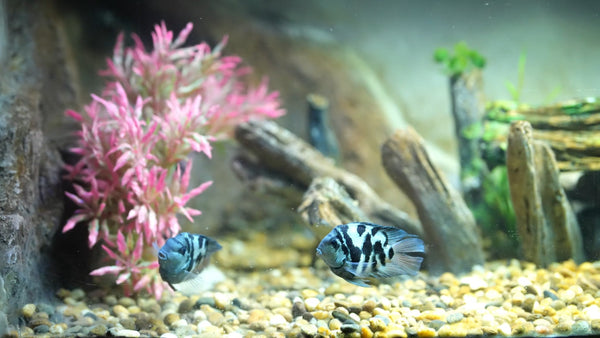 AQUARIUM - The Polar Blue Parrot Cichlid Aquarium