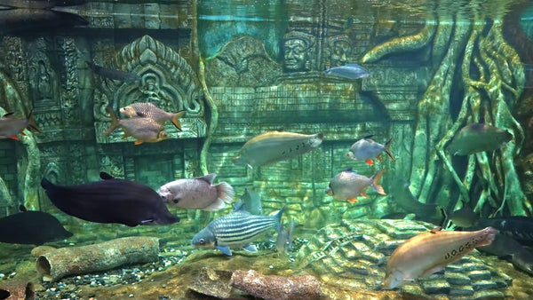 AQUARIUM - The Sunken Kingdom Aquarium