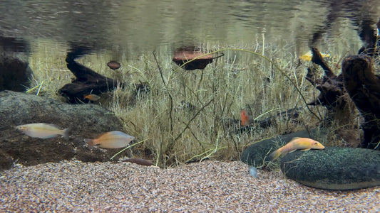 AQUARIUM - Tiny Aquarium