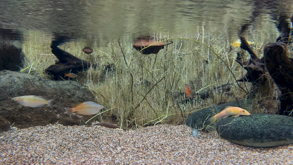 AQUARIUM - Tiny Aquarium