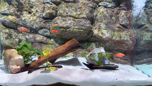 AQUARIUM TV - Cichlid, Clownfish and Discus Fish Aquariums