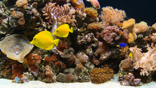 AQUARIUM - Tropical Aquarium with Music