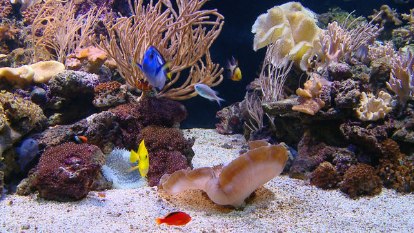AQUARIUM - Tropical Aquarium with Sea Sounds