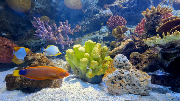 AQUARIUM - Tropical Coral Reef Aquarium