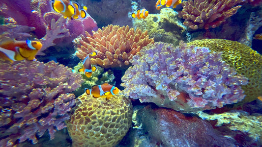 AQUARIUM  - Tropical Coral Wonders