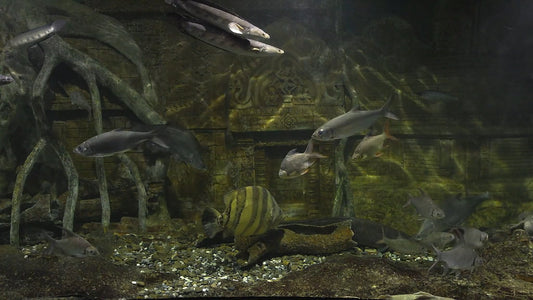 AQUARIUM - Tropical Freshwater Aquarium 2