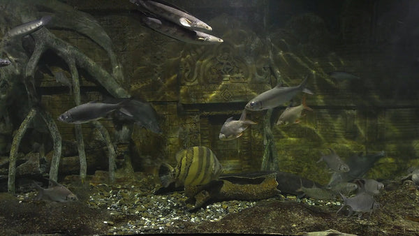 AQUARIUM - Tropical Freshwater Aquarium 2