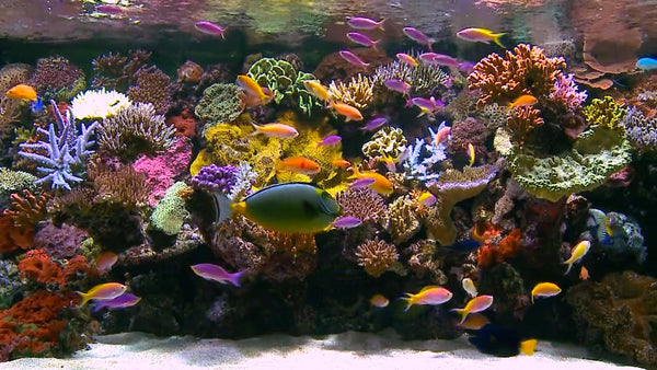 AQUARIUM - Tropical Reef Aquarium 1