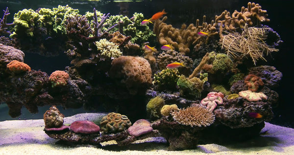 AQUARIUM - Tropical Reef Aquarium 2