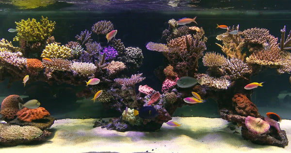 AQUARIUM - Tropical Reef Aquarium 3