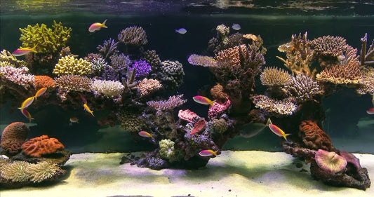 AQUARIUM  Tropical Reef Aquarium Scenes with Music